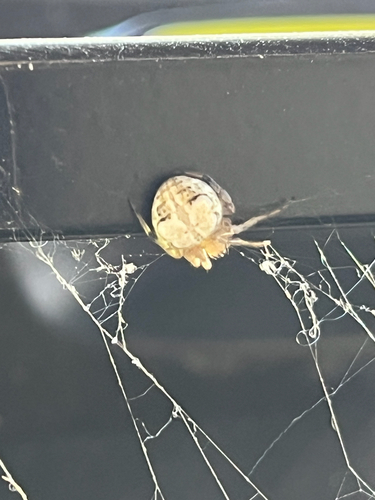 Butterfly Orbweaver