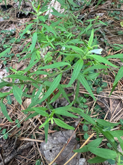 Melampyrum lineare, photograph (c) Shelby Lyn Sanders, some rights reserved (CC BY)