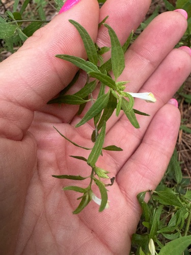 Melampyrum lineare, photograph 6