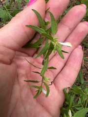 Melampyrum lineare, photograph (c) Shelby Lyn Sanders, some rights reserved (CC BY)