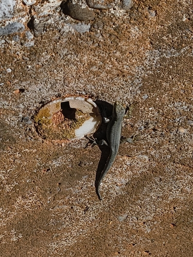 Common Wall Lizard