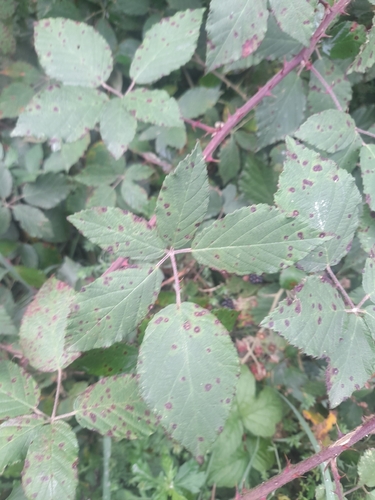 Violet Bramble Rust