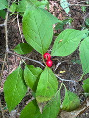 Ilex montana