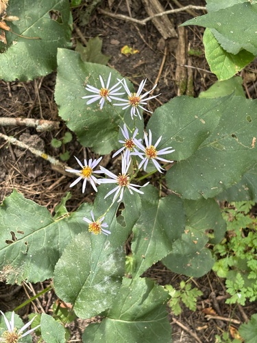 large-leaved aster