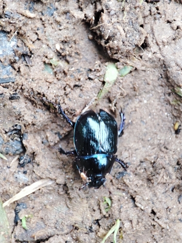 Woodland Dor Beetle