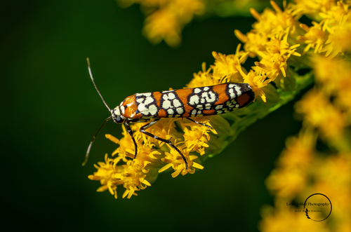 Ailanthus Webworm Moth