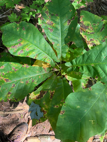 Magnolia fraseri, photograph 1