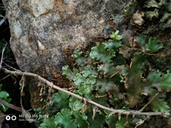 Marchantia polymorpha montivagans