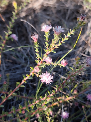 Diastella divaricata, photograph 5