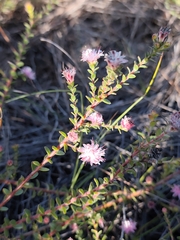 Diastella divaricata, photograph (c) Jeanette Clarke, some rights reserved (CC BY-SA)