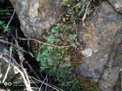 Marchantia polymorpha montivagans