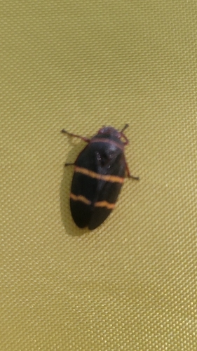 Two-lined Spittlebug