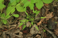 Rubia cordifolia