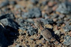 Phrynocephalus versicolor