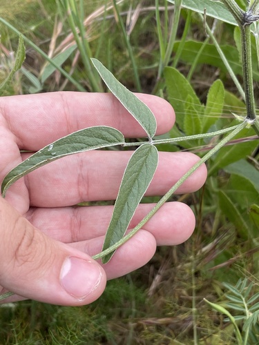 Bituminaria bituminosa, photograph 3