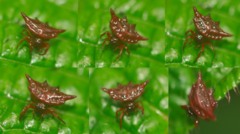 Gasteracantha versicolor