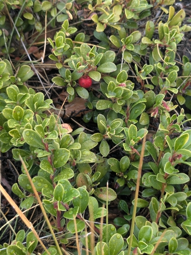 bearberry