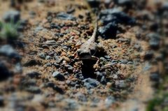 Phrynocephalus versicolor