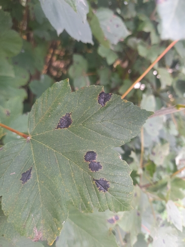 Black Tar Spot