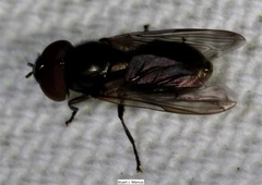 Chrysogaster