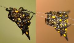 Acrosomoides acrosomoides