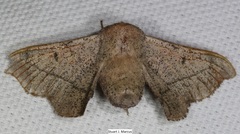 Cicinnus melsheimeri