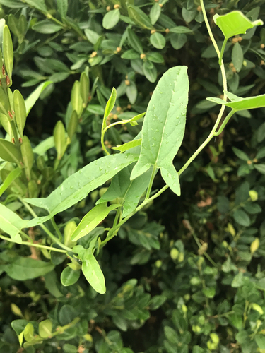 field bindweed
