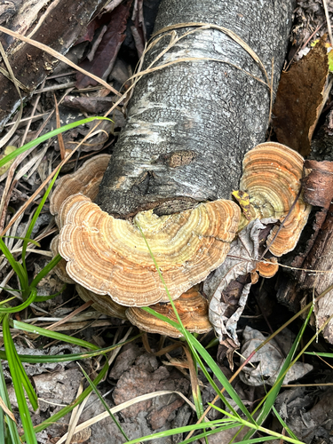 Gilled Polypore