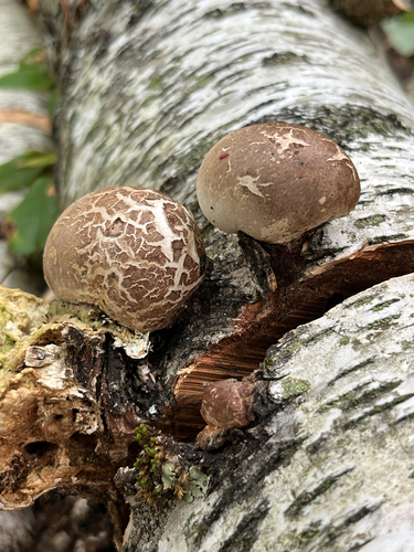 birch polypore
