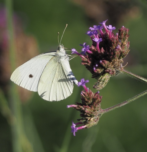 Small White