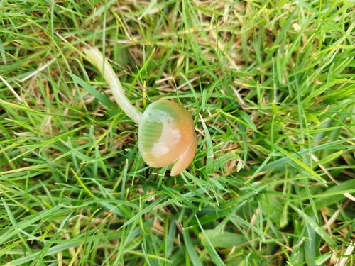 Parrot Mushroom