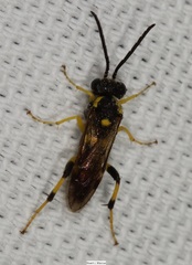 Macrophya bifasciata