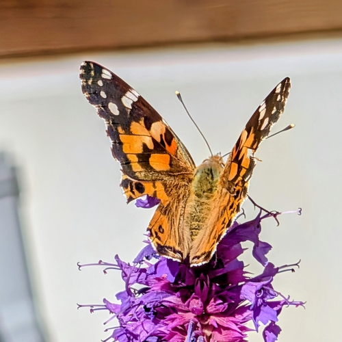 Painted Lady