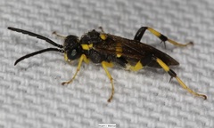 Macrophya bifasciata