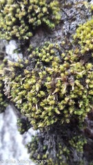 Ulota crispula