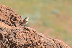 Oenanthe isabellina