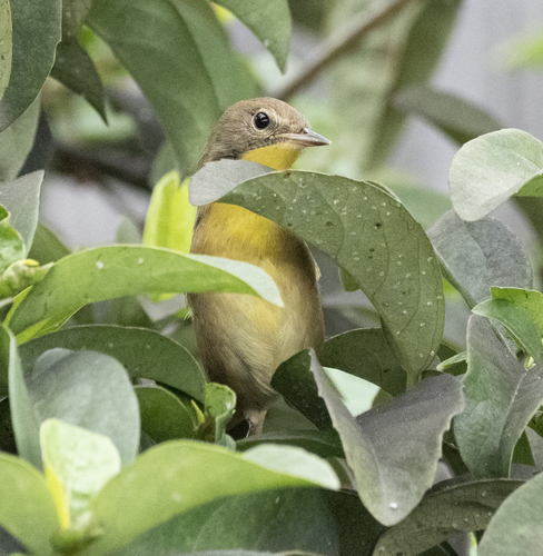 Common Yellowthroat