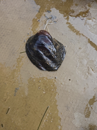 Three-ridge Mussel