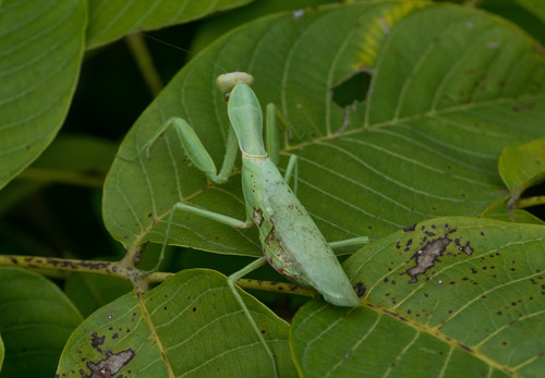Transcaucasian Giant Mantis