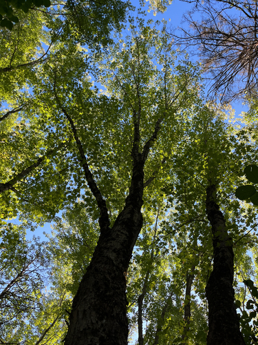 silver maple