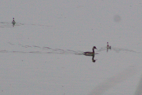 iNaturalist observation photo of Eared Grebe