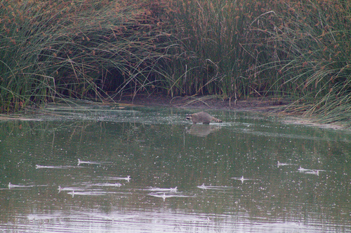 iNaturalist observation photo of Common Raccoon