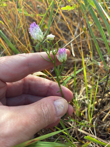 field milkwort