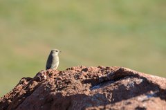 Oenanthe isabellina
