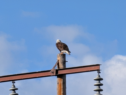 Bald Eagle