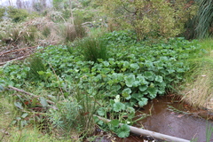 Gunnera perpensa