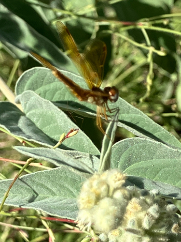 Eastern Amberwing
