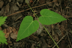 Cynanchum rostellatum