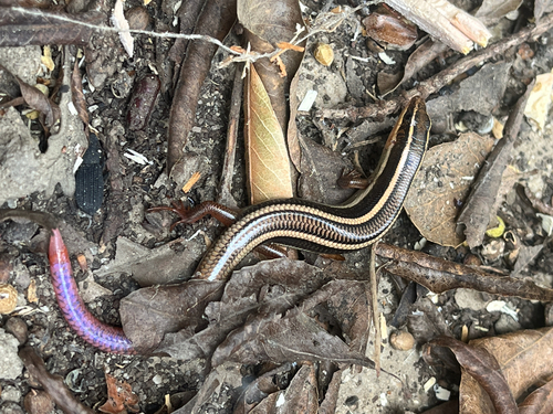 Gilbert's Skink