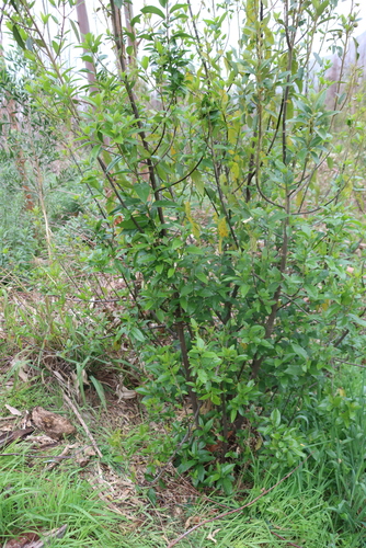 Kiggelaria africana, photograph 6